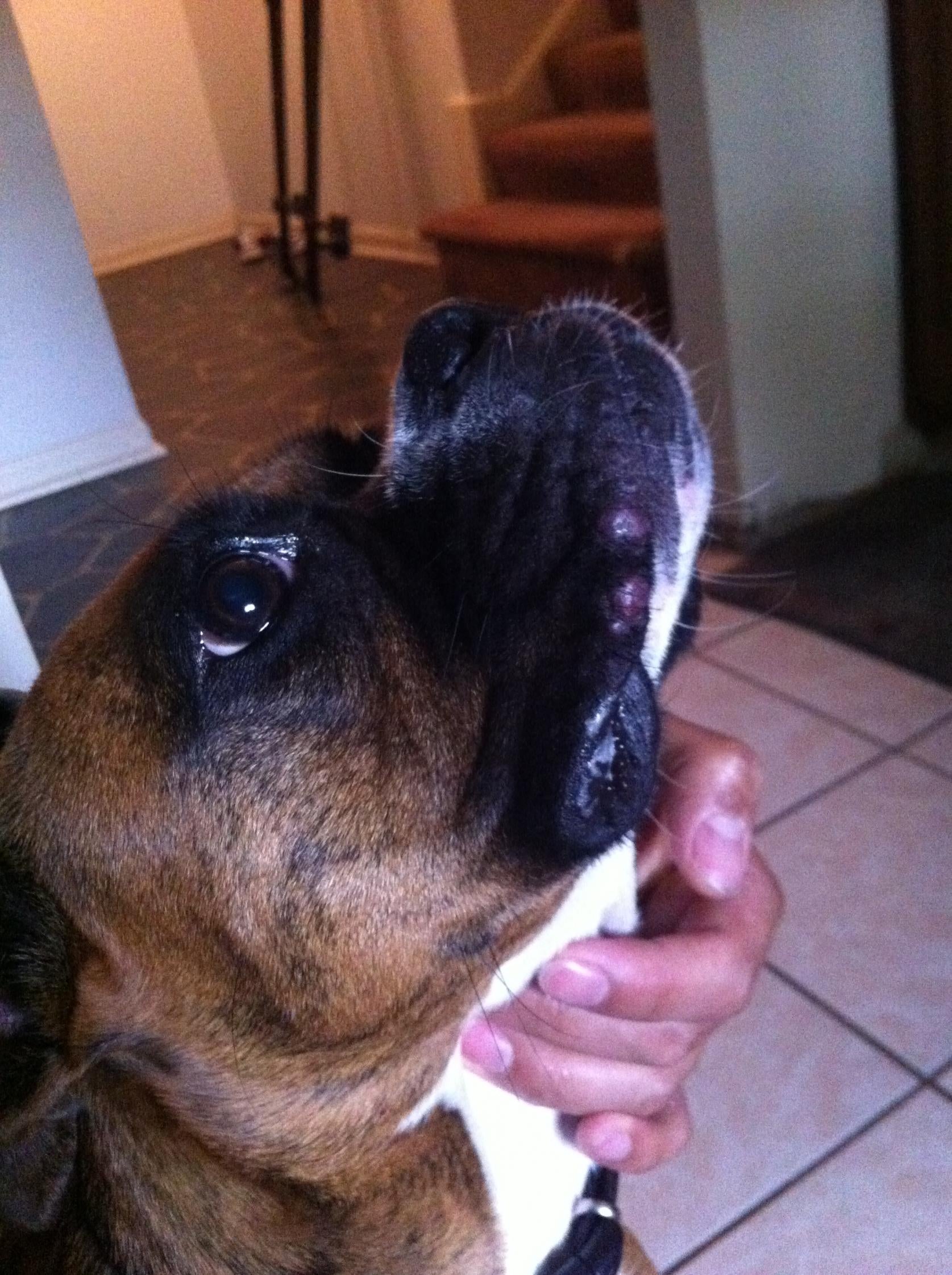 Bumps On My Pups Lips Boxer Breed Dog Forums