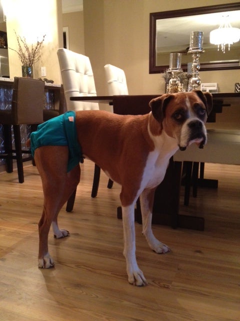 Boxer Breed Dog Forums