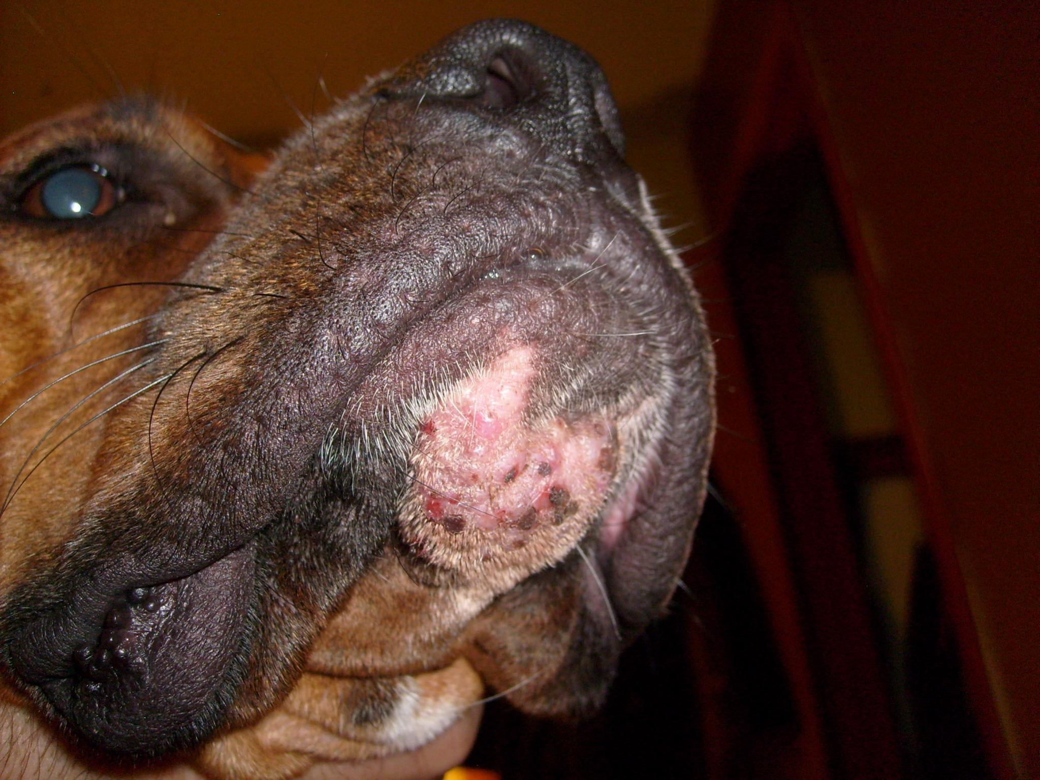 Rash On Chin Boxer Breed Dog Forums