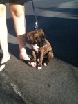 TITus in the sun _.jpg